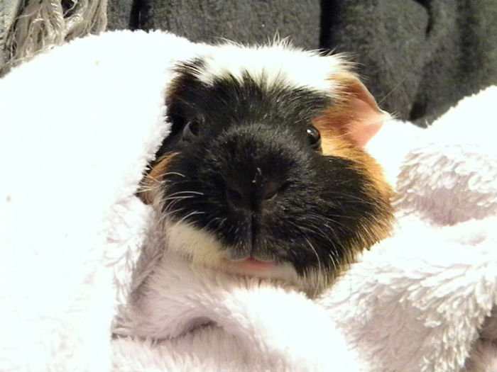 Guiney The Guinea Pig In A Blanket