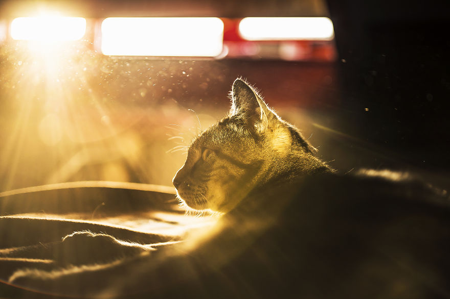 I Photography My Cats During The Golden Hour