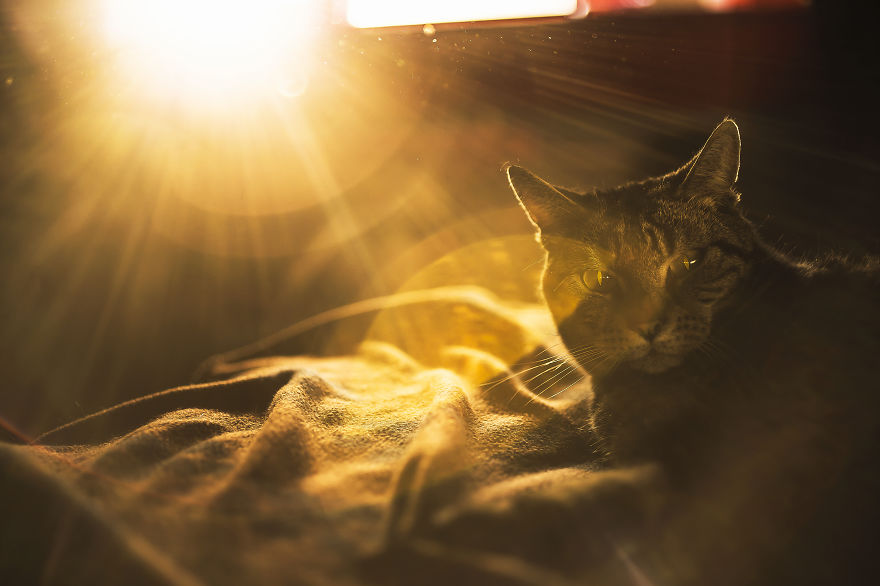 I Photography My Cats During The Golden Hour