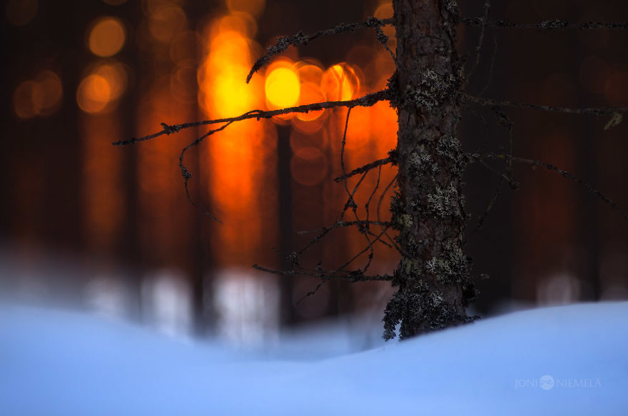 I Have Photographed The Magical Forests Of Finland