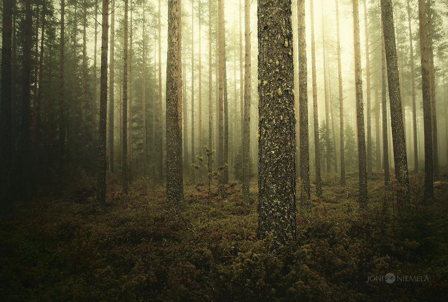 I Have Photographed The Magical Forests Of Finland