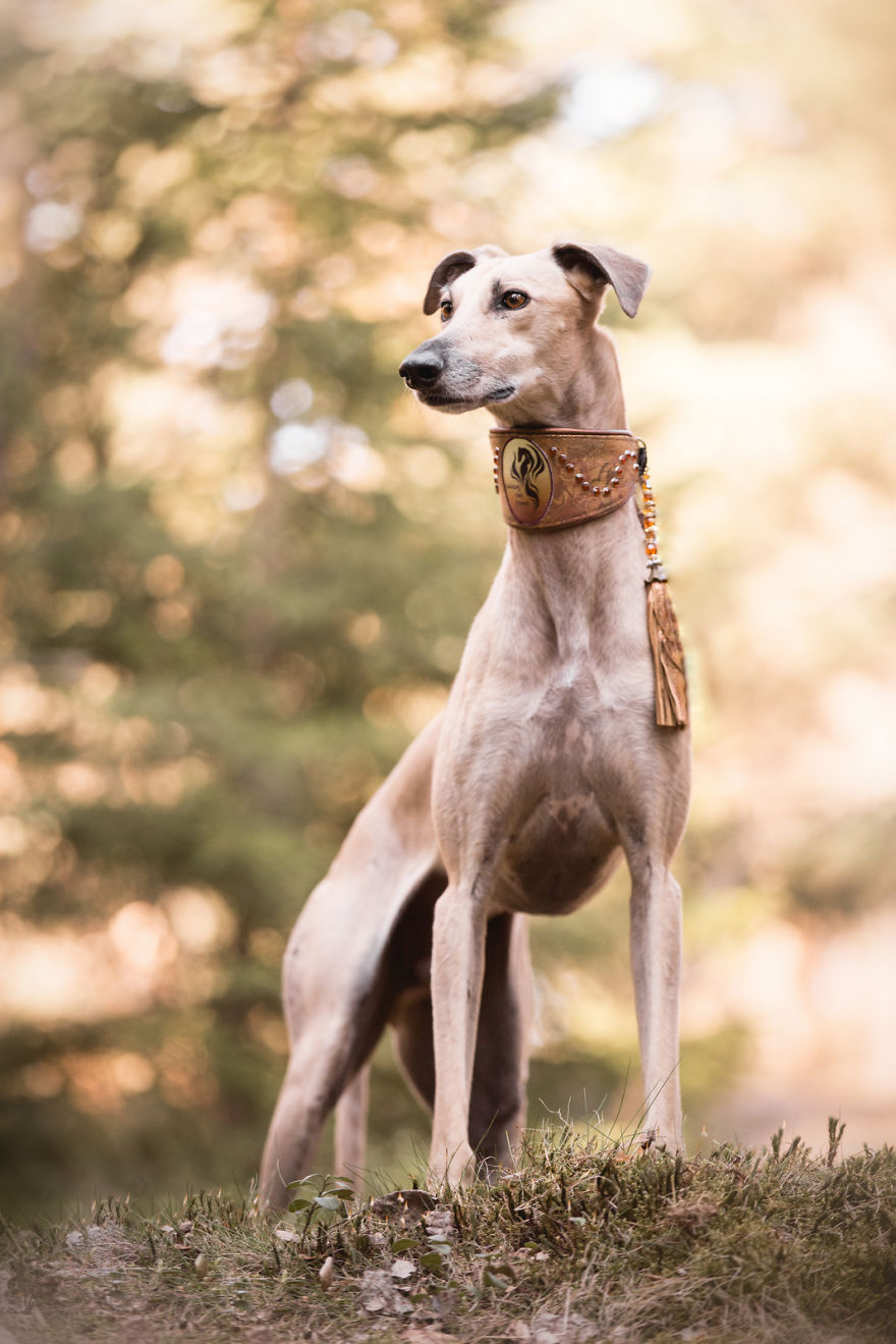 After Adopting A Galgo I Decided To Photograph As Many Galgos As Possible