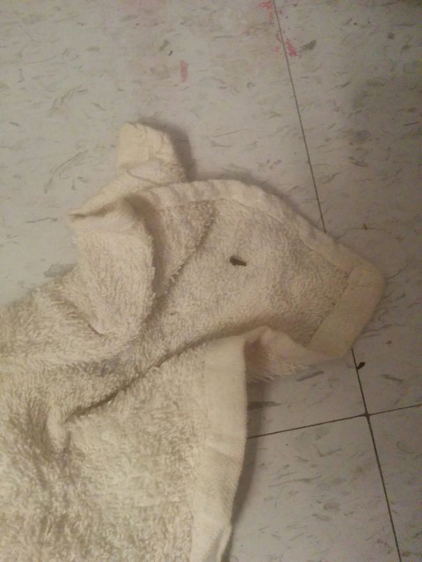 Saw This Pig When In My Washcloth.