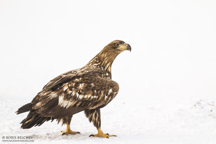 I Spent 5 Months Photographing White-Tailed Eagles In Kintai, Lithuania