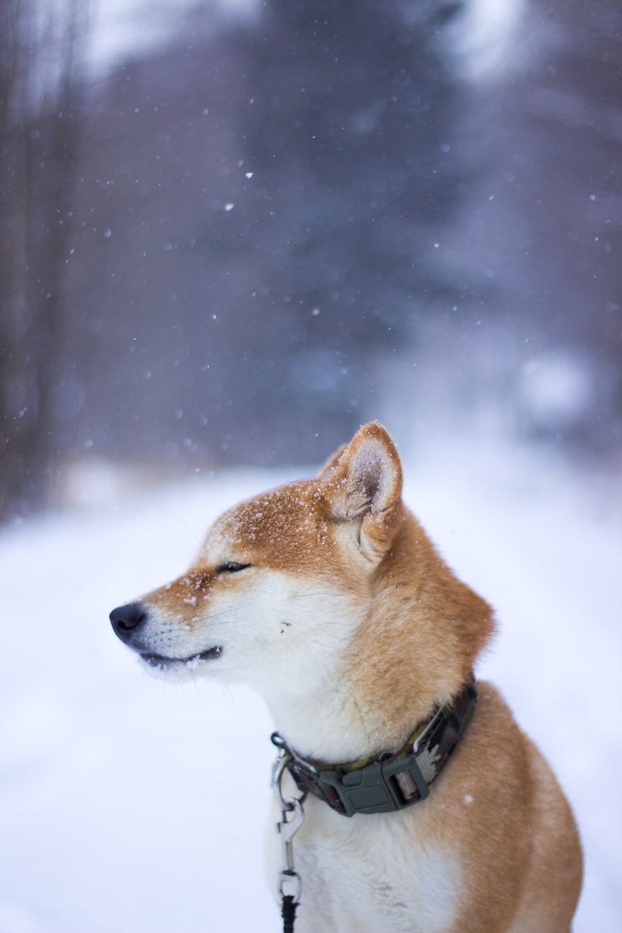 My Dog's Endless Love For Snow That I Photographed Last Winter