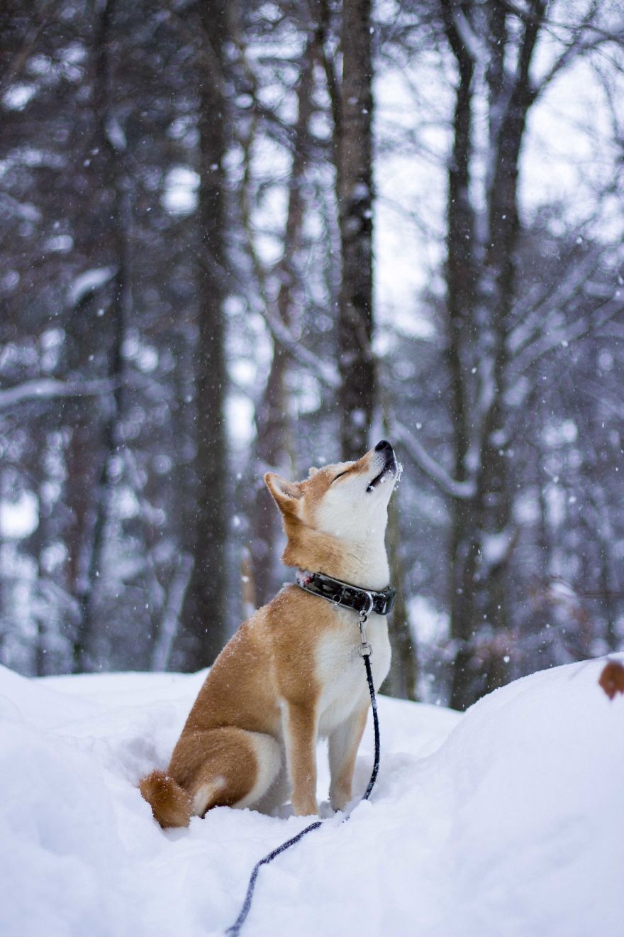My Dog's Endless Love For Snow That I Photographed Last Winter
