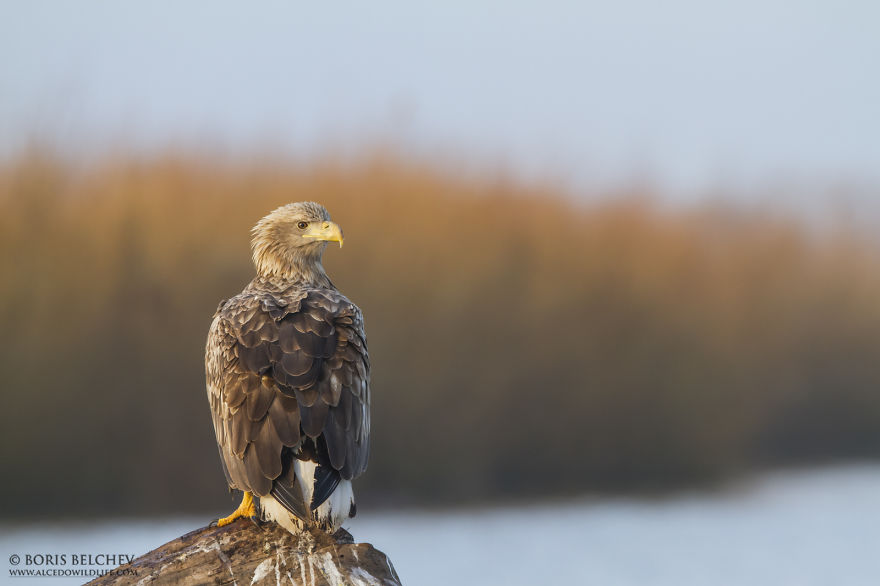 I Spent 5 Months Photographing White-Tailed Eagles In Kintai, Lithuania