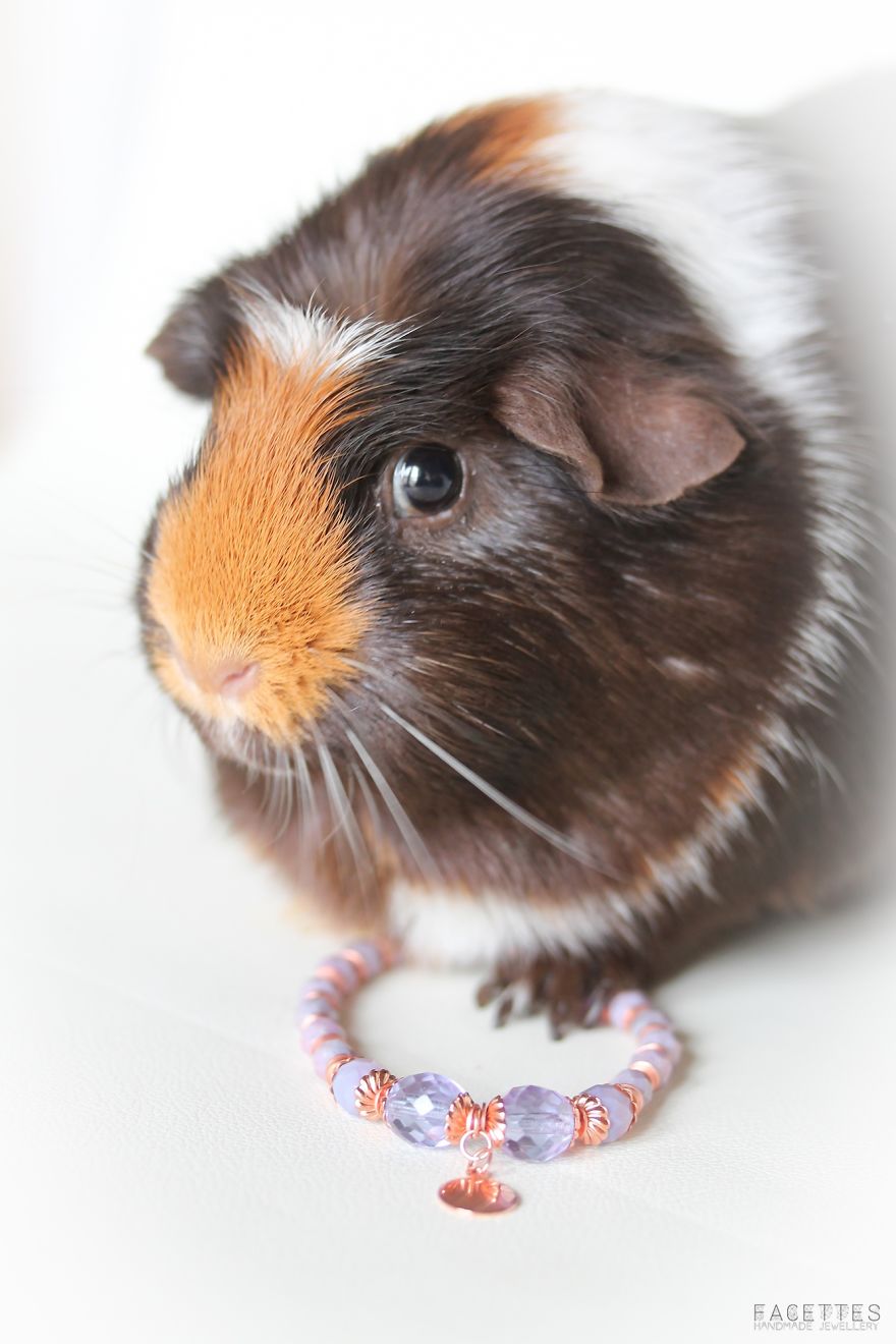 My 16 Guinea Pigs Help Me Launch A New Bussiness By Modelling My Jewellery