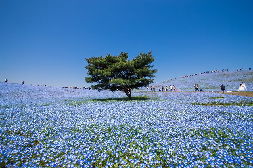 4.5 Million Baby Blue Eyes Just Bloomed In Japan's Hitachi Seaside Park And I Shot Them