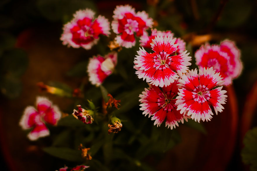 Just An Amateur Female Photographer From Pakistan.