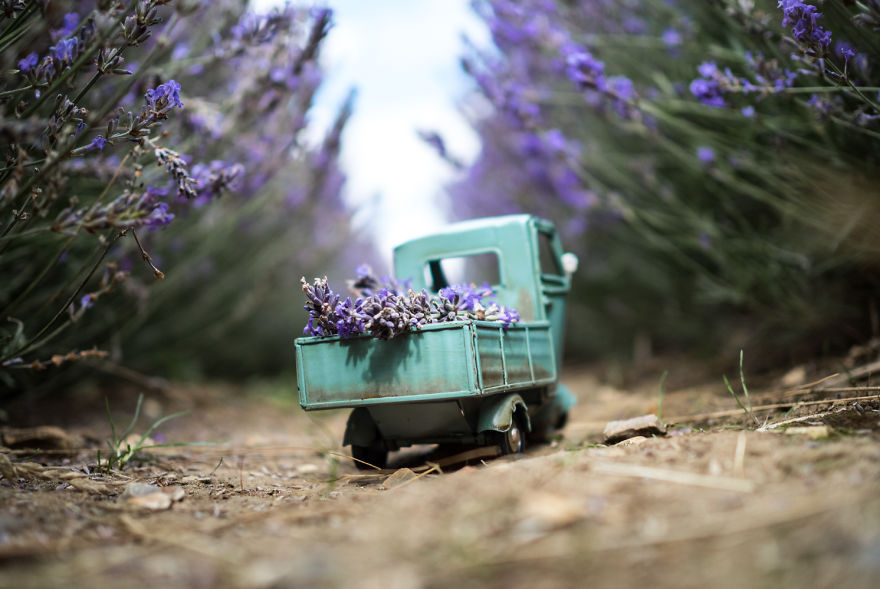 Lavender Delivery In Hitchin