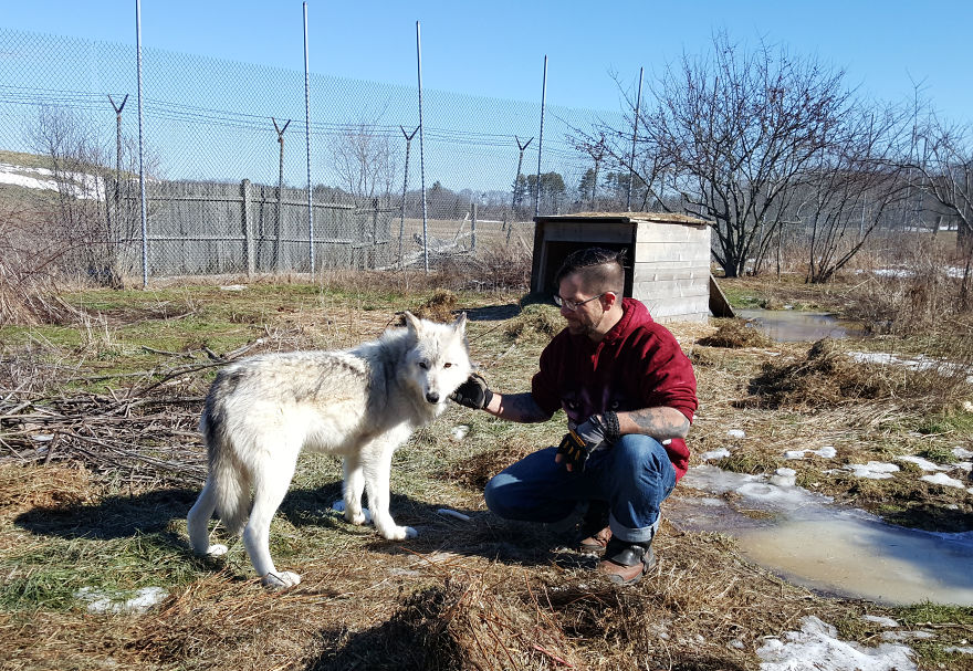 When Your Job Fulfills Your Lifelong Dream To Spend The Day With Wolves