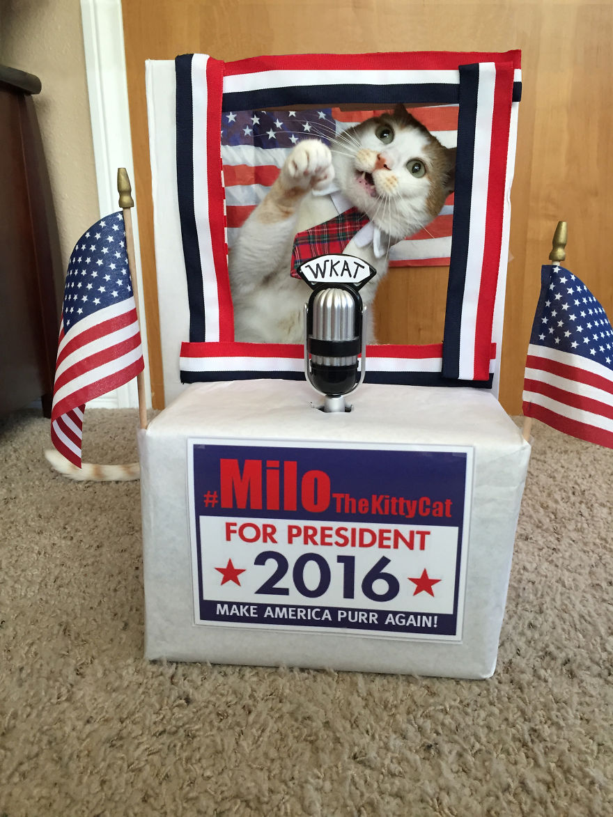 #milothekittycat Runs For President And Takes Questions