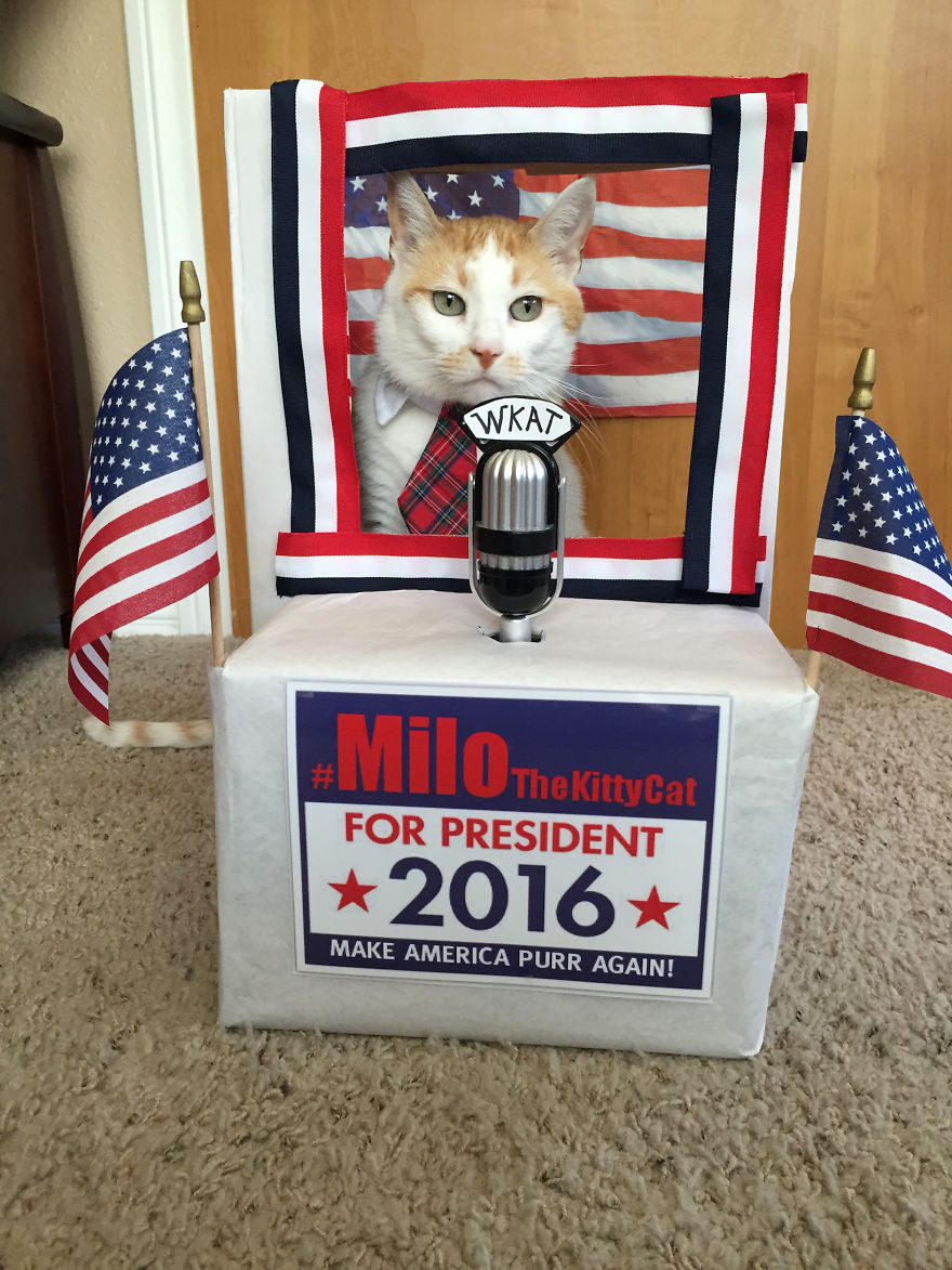 #milothekittycat Runs For President And Takes Questions