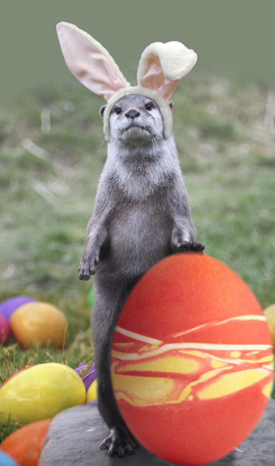 The Otter Bunny