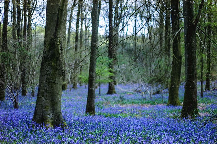 Our Adventure Into The Enchanted Bluebell Woods In Hampshire, England