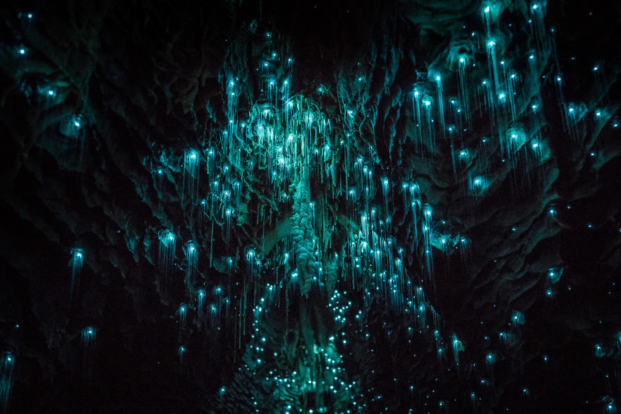 Glow Worms Turn New Zealand Cave Into Starry Night And I Spent Past Year Photographing It