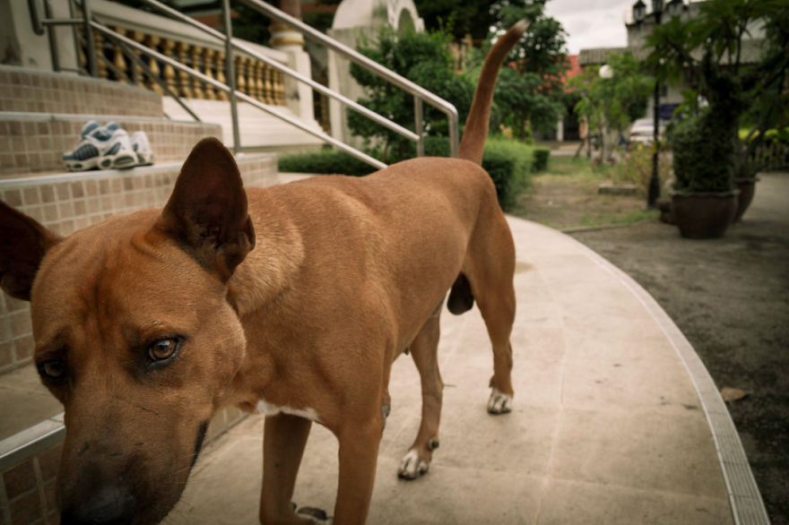 I Photographed The Homeless Dogs Of Thailand