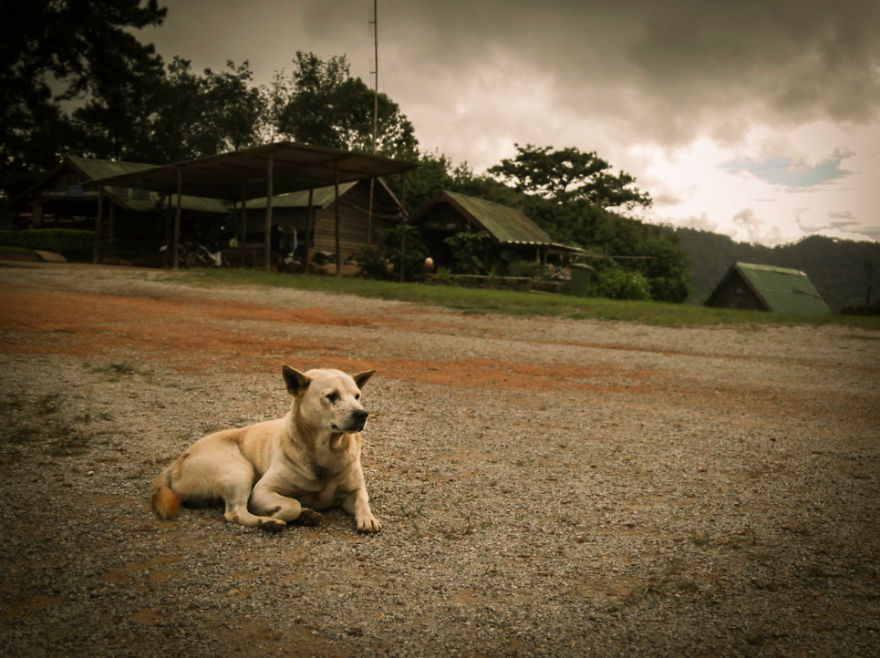 I Photographed The Homeless Dogs Of Thailand