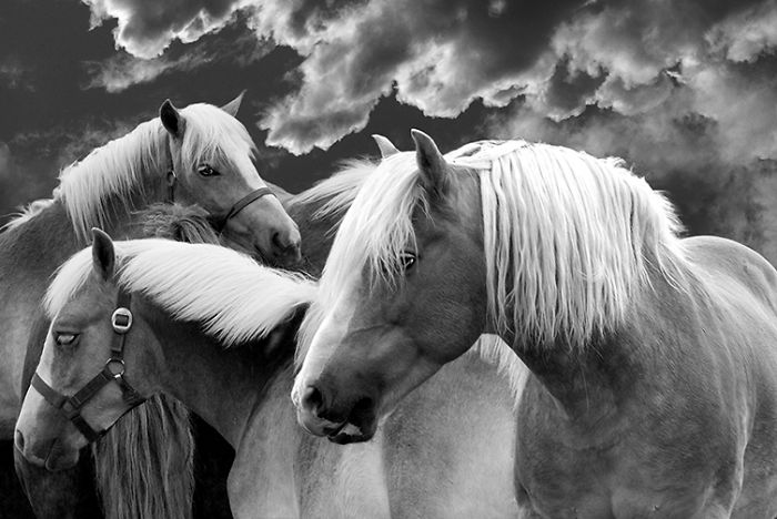 I Create Photo-Montages With Horses To Create Unique Yet Natural Scenes