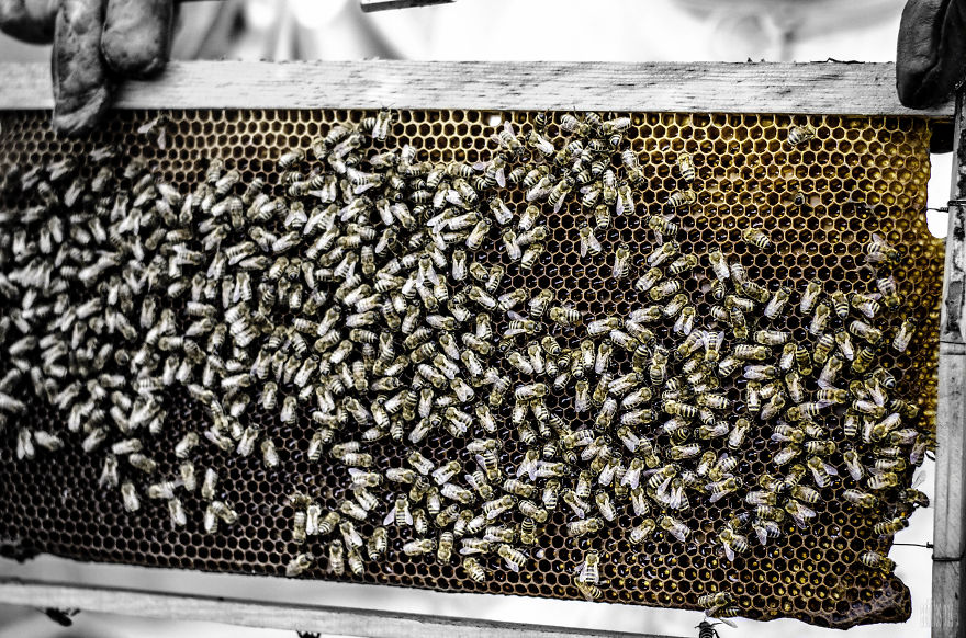 A Glimpse Into The Magical World Of Bees... In Greece!