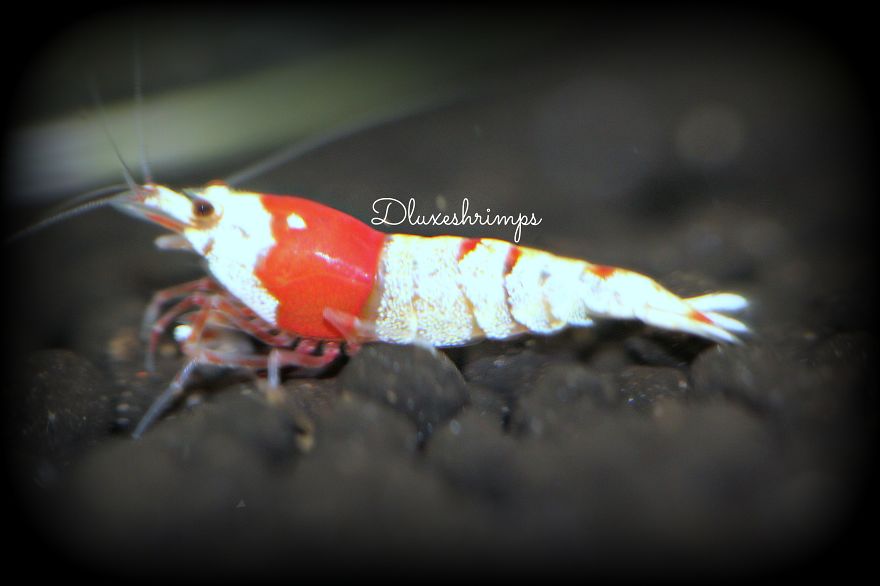 Pure Red Line Crystal Red Shrimp