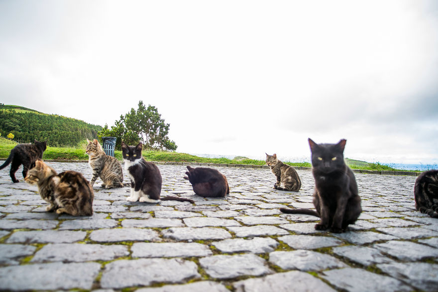 Cats Of Azores: I Found 20 Happy Cats Living In The Island