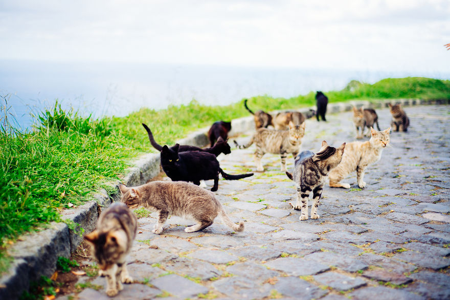 Cats Of Azores: I Found 20 Happy Cats Living In The Island