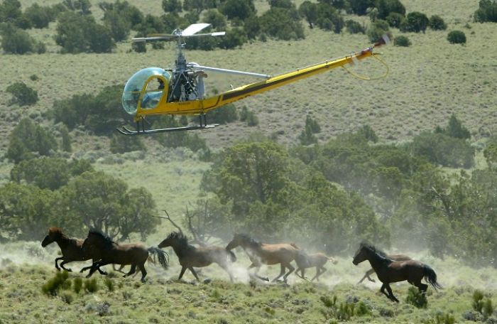 Time Is Running Out For The Wild Brumbies