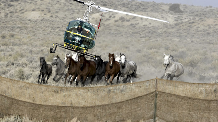 Time Is Running Out For The Wild Brumbies