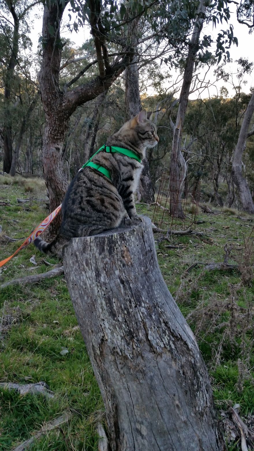 Our Cat Yoshi Loves To Adventure With His Family