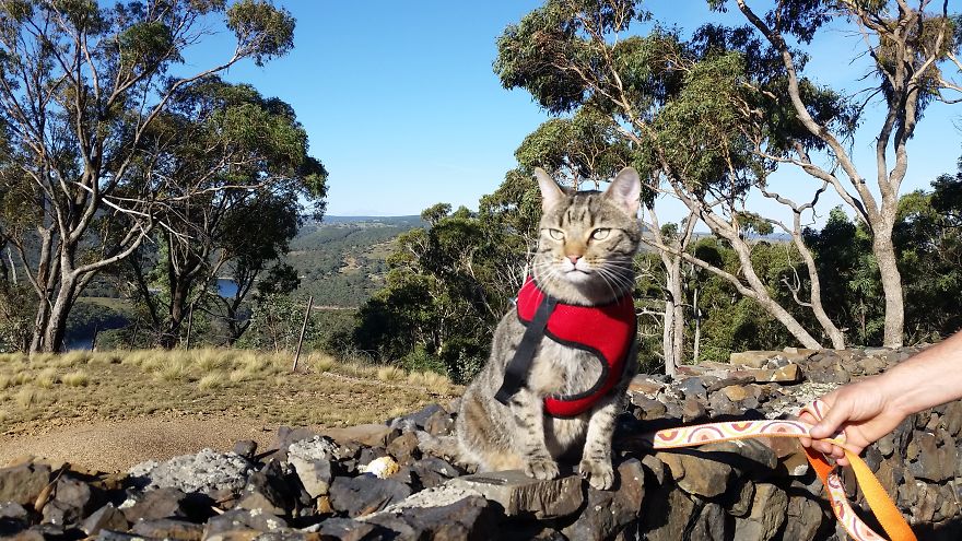 Our Cat Yoshi Loves To Adventure With His Family