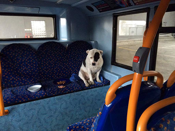 Dog Is Abandoned On A Bus, Keeps Waiting For His Human To Come Back