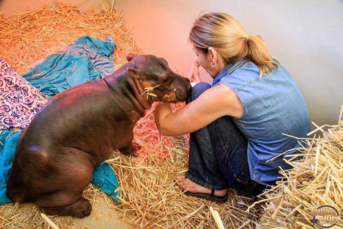 abandoned-hippo-baby-charlie-thula-rhino-orphanage-3