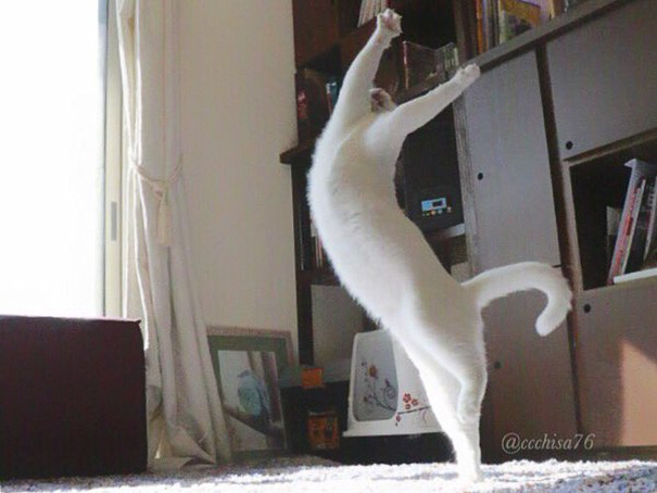 Ballet Cat Dances Like Nobody's Watching