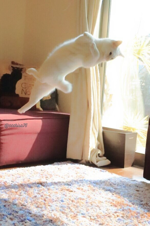 Ballet Cat Dances Like Nobody's Watching