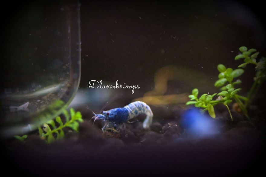 Blue Bolt Shrimp