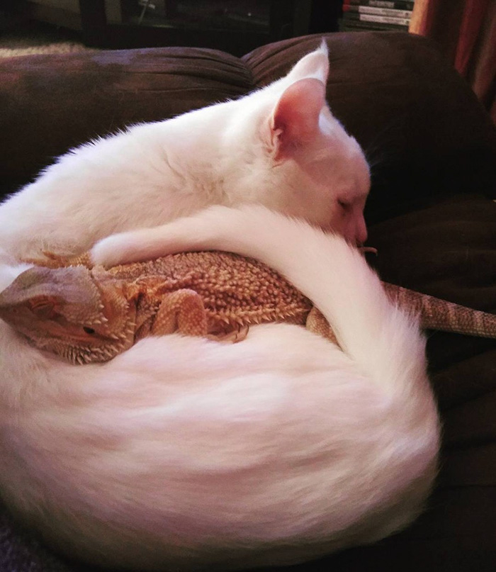 Dragon And Cat Become Two Unlikely Best Friends
