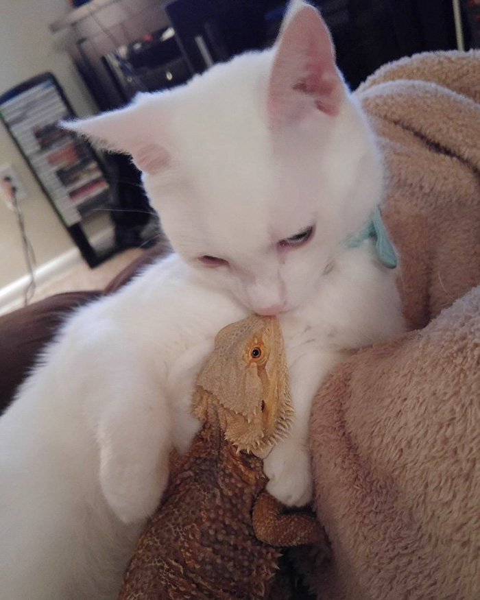 Dragon And Cat Become Two Unlikely Best Friends