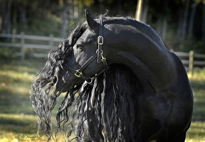 Is This The Most Beautiful Horse In The World?