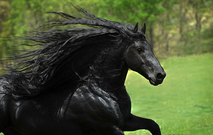 Is This The Most Beautiful Horse In The World?