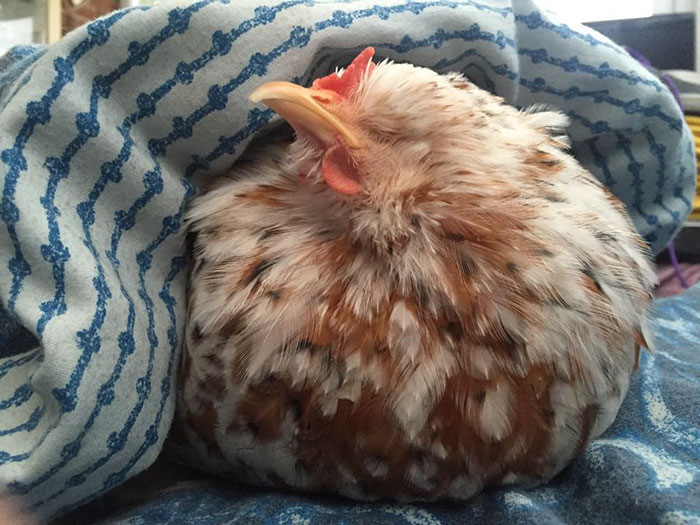 Chicken Born Without Eyes Cuddles With Other Pets, Because Her Owner  Refused To Put Her Down | Bored Panda