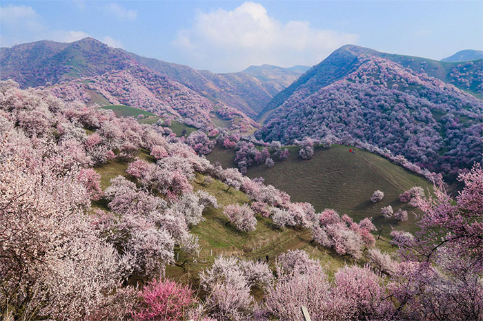 China’s Apricot Blossom Will Take Your Breath Away (13 Pics)