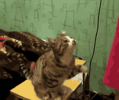 The Funniest Cat Gifs On The Internet