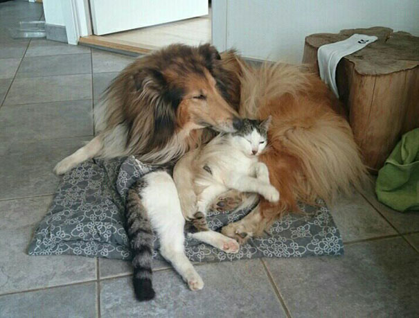 cat-dog-best-friends-molly-moses-3a