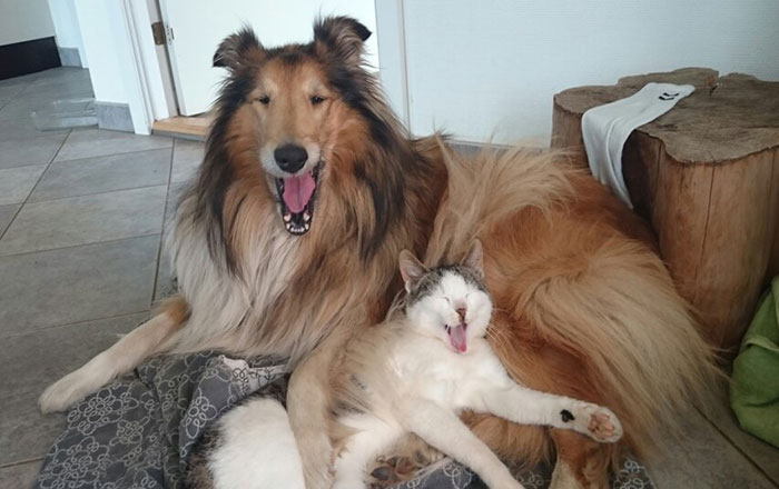 Cat And Dog Sleep Together From The Very First Day They Met
