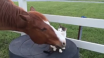 Tiny Cat Has Been Best Friends With His Horse Since He Was A Kitten