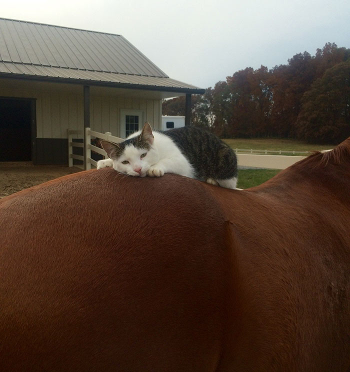 cat-horse-friends-sappy-dakota-1
