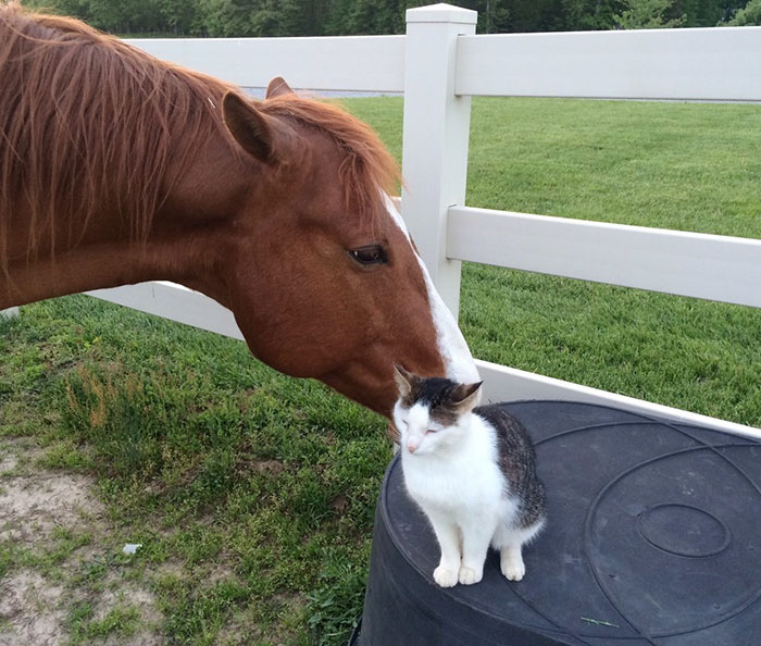 cat-horse-friends-sappy-dakota-2