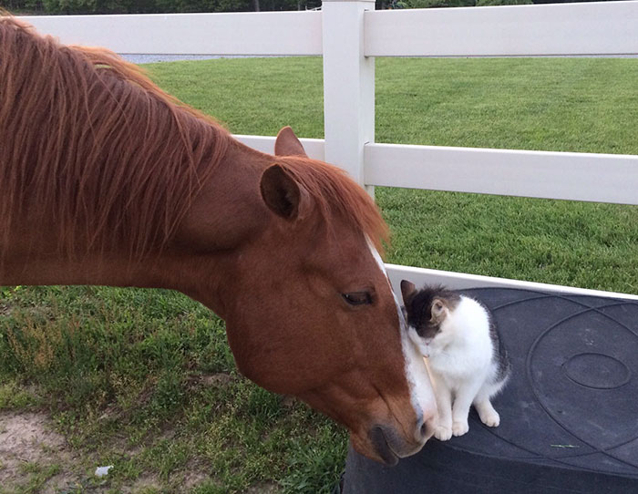 Tiny Cat Has Been Best Friends With His Horse Since He Was A Kitten